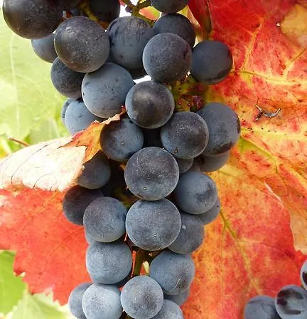 Alojamento de Acomodação e Pequeno-almoço Agriturismo Rifugio Dei Sogni Volterra